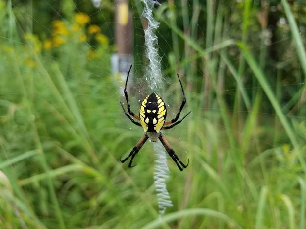 A spider in the grass